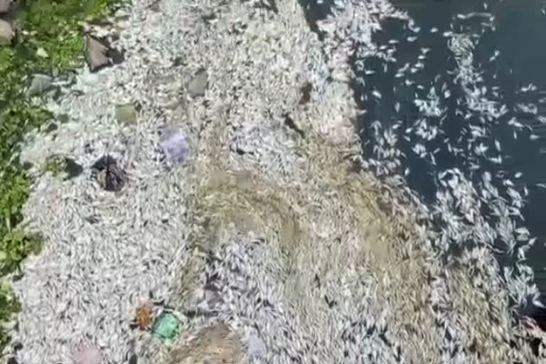 fish died in chambal,  thousands of fish died,  fish died in kota