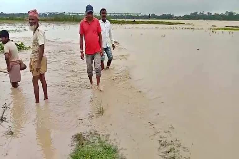 The dam of the river is broken by the rising water of Gavoru river rangapara sonitpur assam etv bharat news