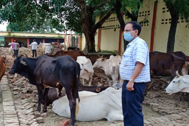 animal husbandry department