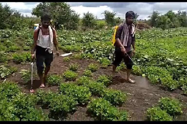 Farmers ahead of sterilization spray Peanut crop