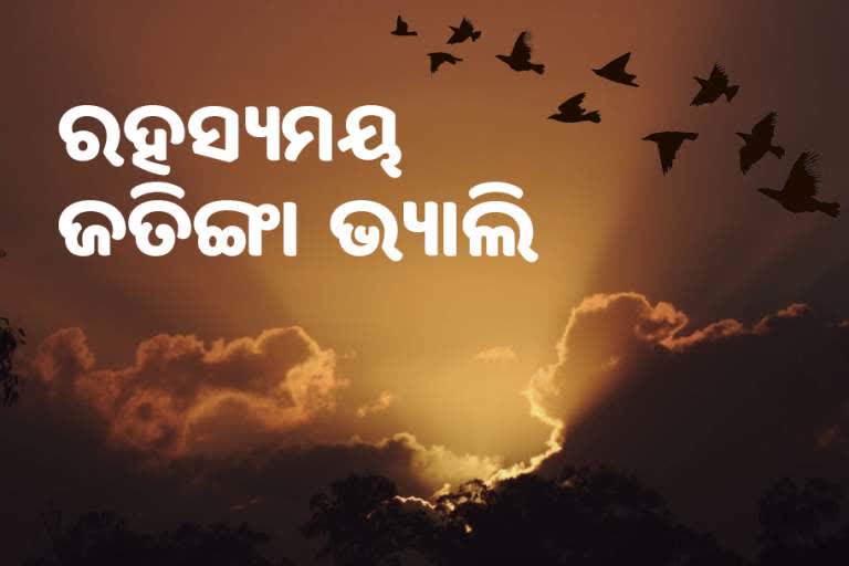 Mysterious suicide of birds,  jatinga village of Assam, unknown facts, ଅଜଣା କଥା, ଜତିଙ୍ଗା, ଆସାମ, ଜତିଙ୍ଗା ଘାଟି, ପକ୍ଷୀ ଆତ୍ମହତ୍ୟାର ସ୍ଥଳ