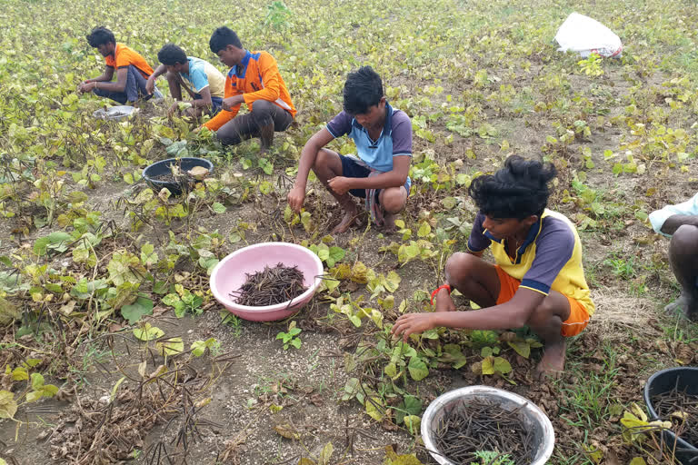 Students doing  agriculture