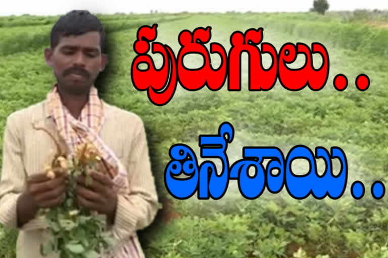 ground nut FARMERS DIFFICULTIES