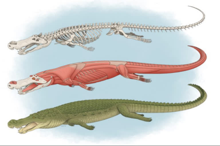 Deinosuchus riograndensis,  Deinosuchus  teeth the size of bananas