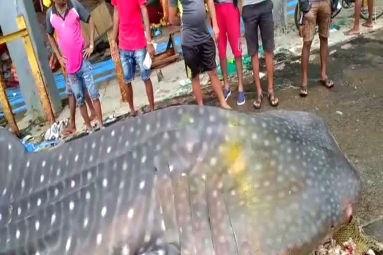 whale shark found in mumbai