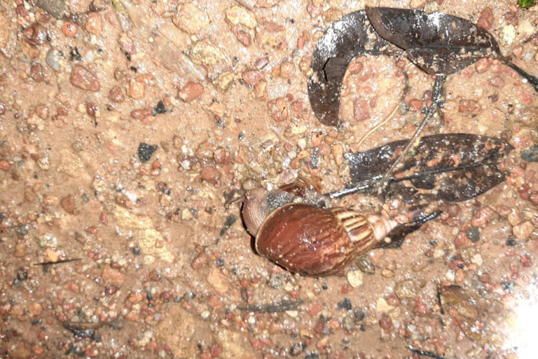 African snail destroying  Crop in belthangadi