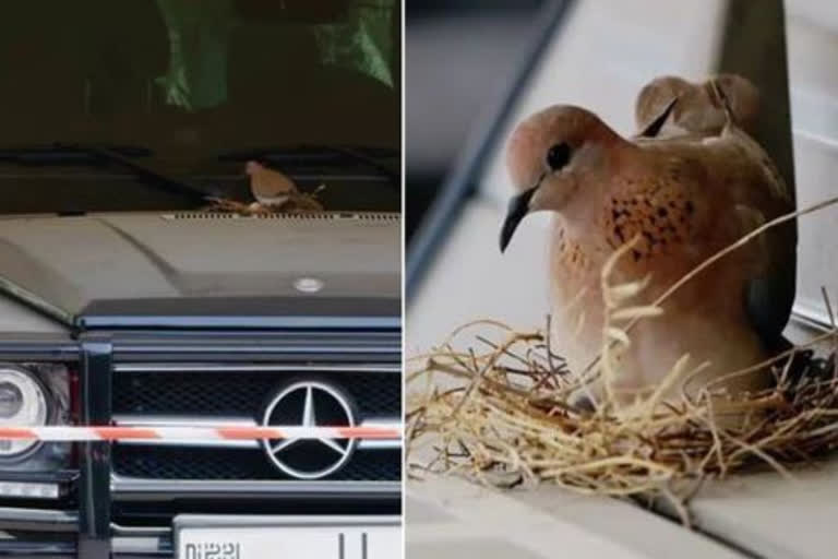 Prince-Cordons-Off-Mercedes-After-Birds-Build-Nest-On-It