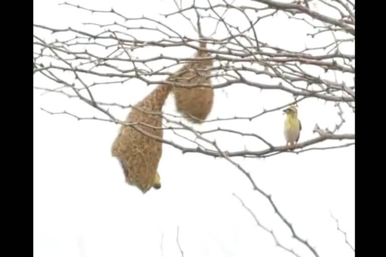 Flood effect on Birds life