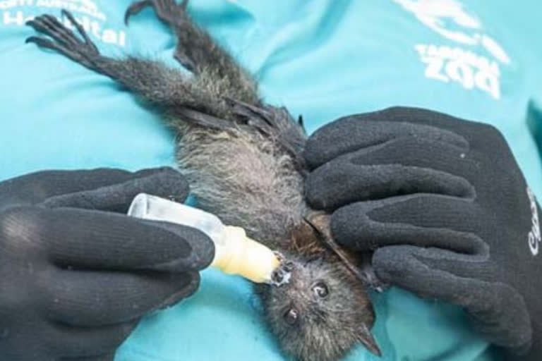 Thailand-Scientists-catch-bats-for-corona-origin