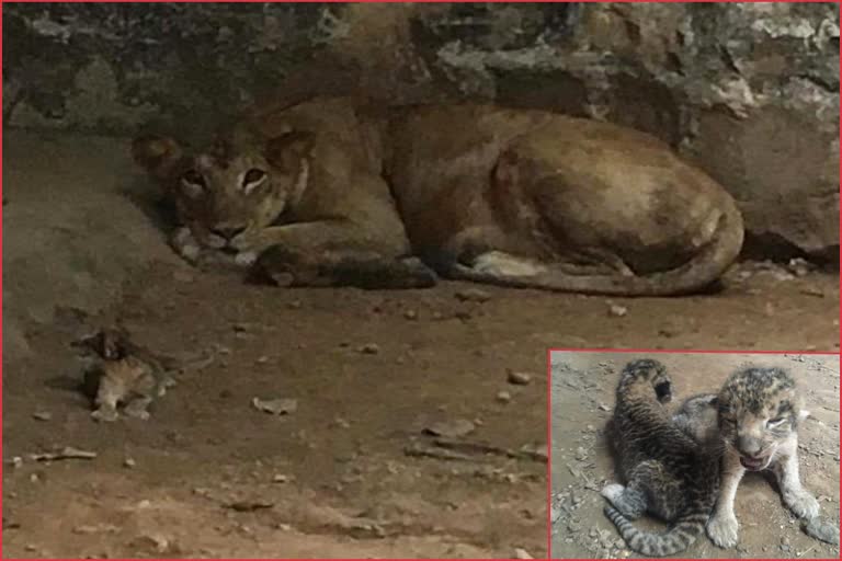 Lioness gave birth to cubs