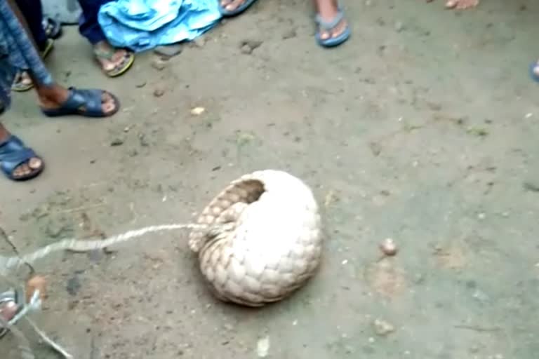 a pangolin rescued in subarnapur