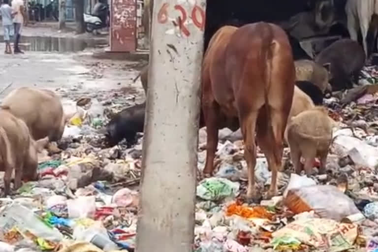 people facing problem due to garbage dumping at madanpur dabas in delhi