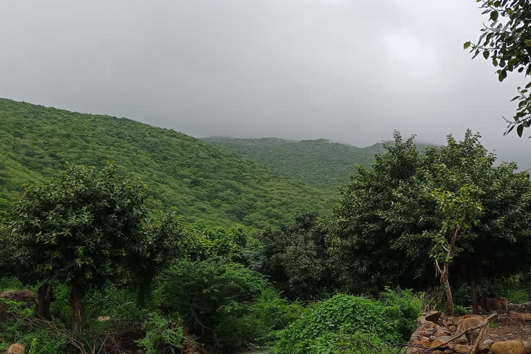 Rainfall in Porbandar