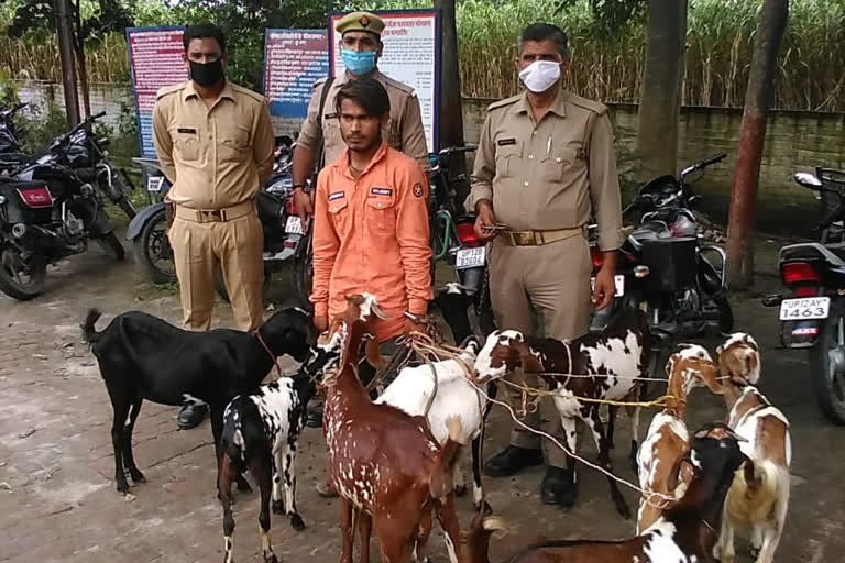 goat robber arrested in muzaffarnagar