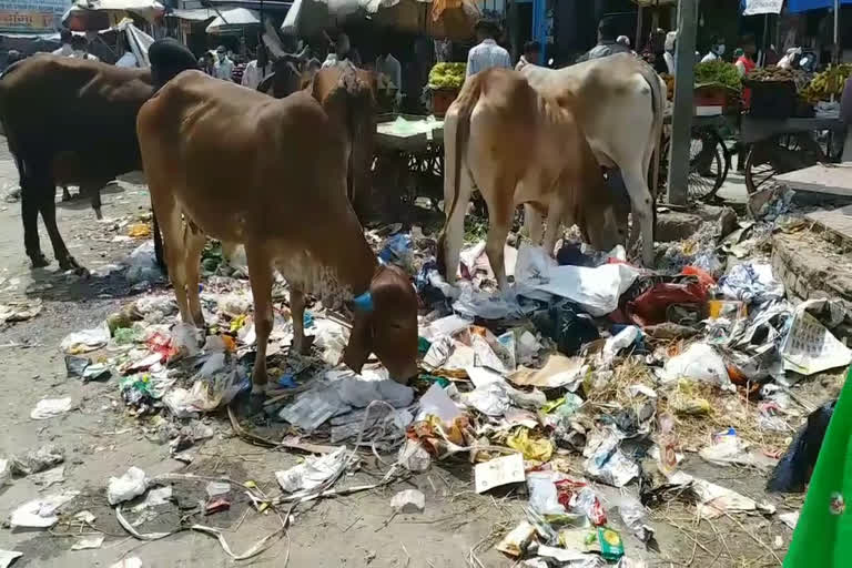 Grant to cow sheds in Palwal will be investigated