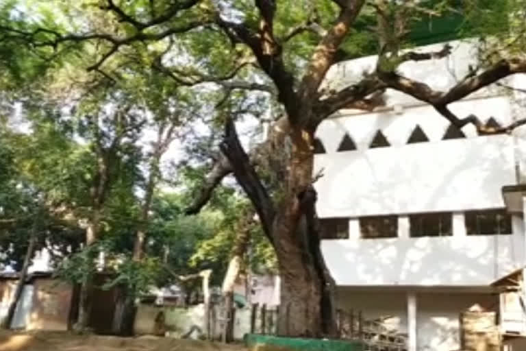 this tree reminds us of the sacrifices of the martyrs in moradabad uttar pradesh