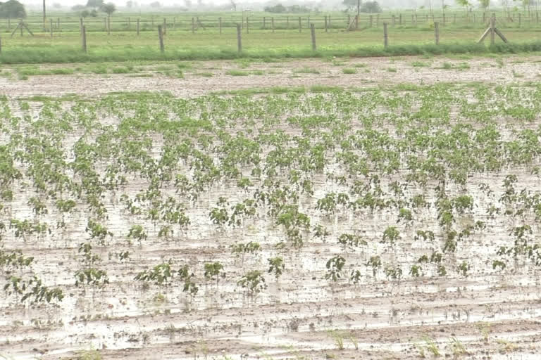 Heavy rains in Morbi's Aamran district