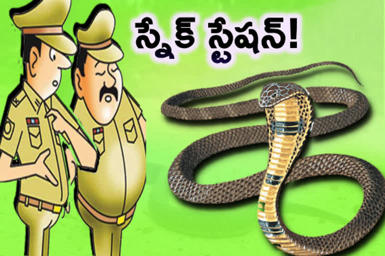 sixteen-king-cobras-found-at-police-station-in-himachal-pradesh