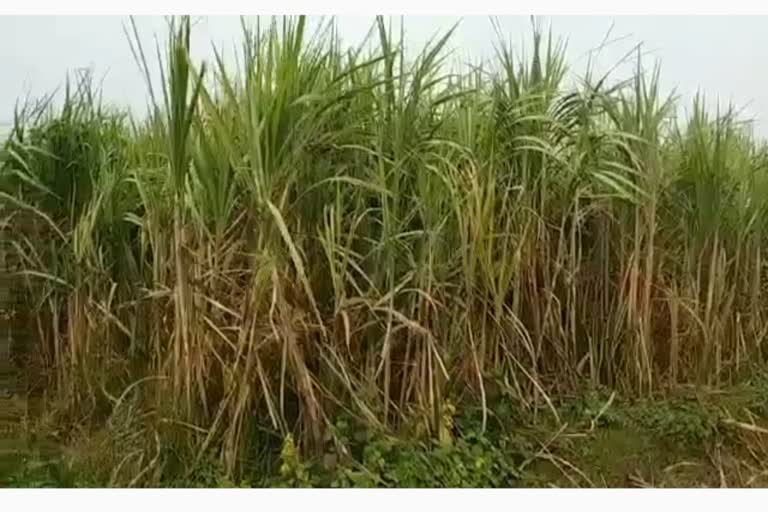 sugarcane