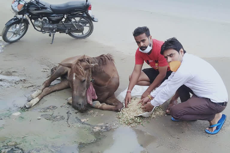 Gulshan Rajput of Bajrang Dal saved life of a horse injured in a road accident in Ghaziabad