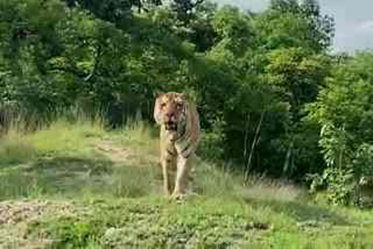 Leopard hunted 30 goats