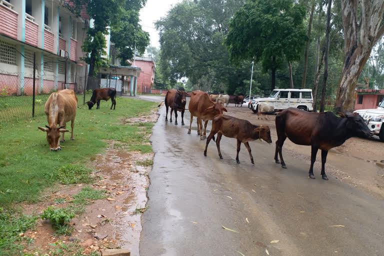 Cows in a sidhi collectorate