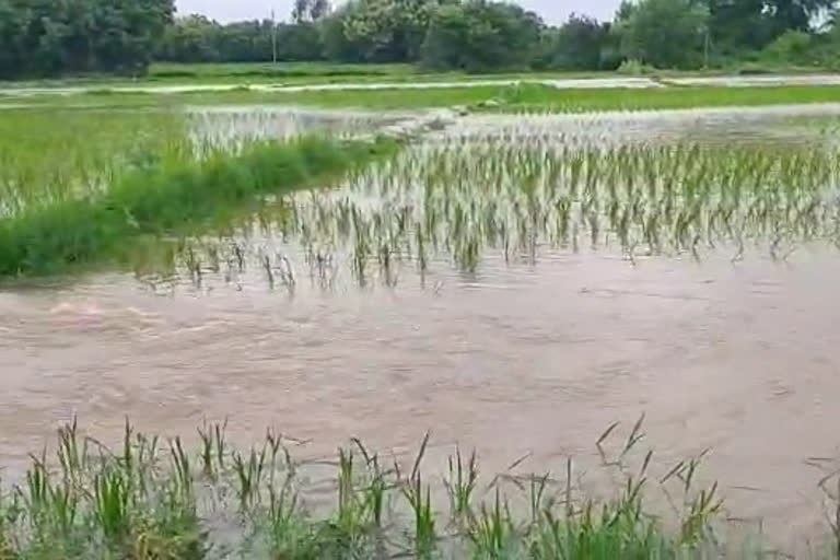 submerged crop fields due to heavy rain in mulkanoor warangal rural district