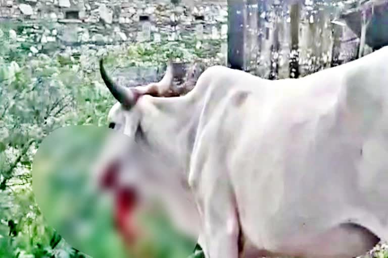 लाखावाला गांव  बघेरे ने गाय पर किया हमला  गाय पर हमला  जंगली जानवर  wild animals news  cow attack news  news of biratnagar  Jaipur news  panther terror  bagher terror  lakhawala village