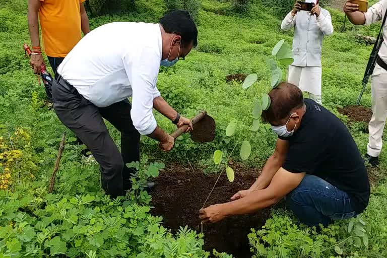 Collector did plantation