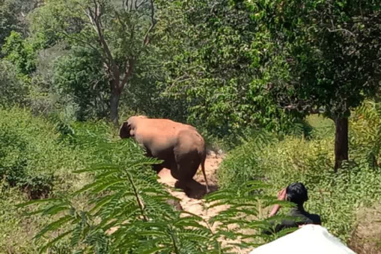 Elephant attack while travelling in auto