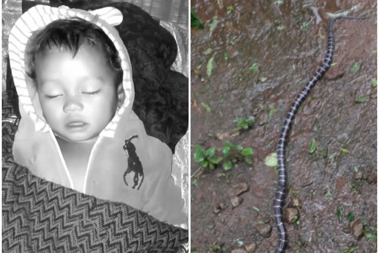 snake bite in visakha dst died 15 months baby