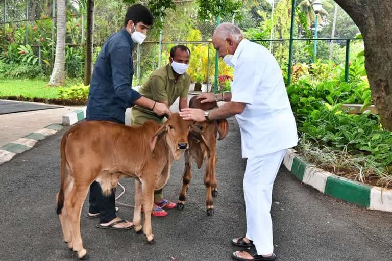 cm-b-s-yadiyurappa-spent-time-with-calves