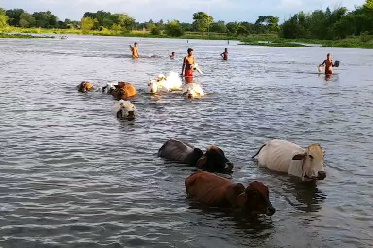 बाढ़ के कारण बढ़ी पशुपालकों को परेशानी