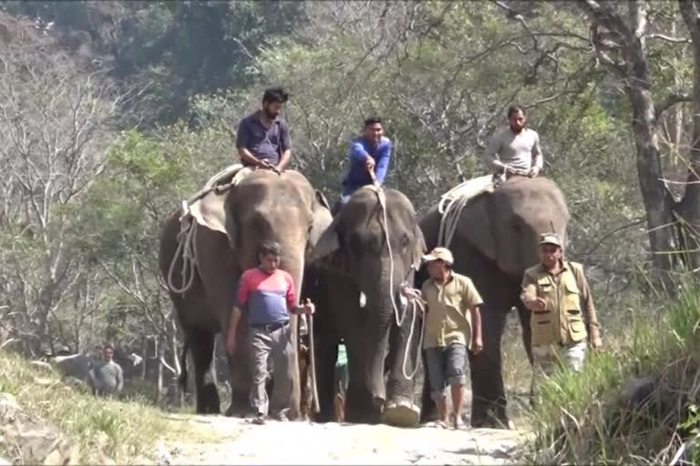 Elephants being shifted to another range