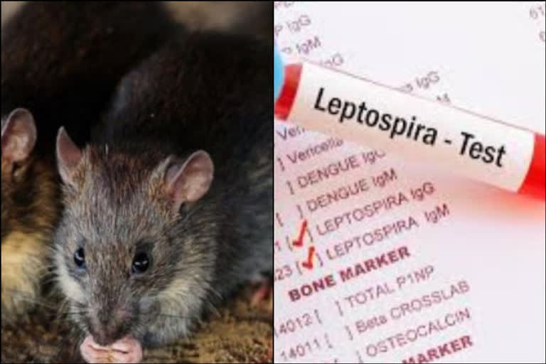 leptospirosis  എലിപ്പനി  വയനാട്  wayanad  വയനാട്ടിൽ എലിപ്പനി  leptospirosis Wayanad