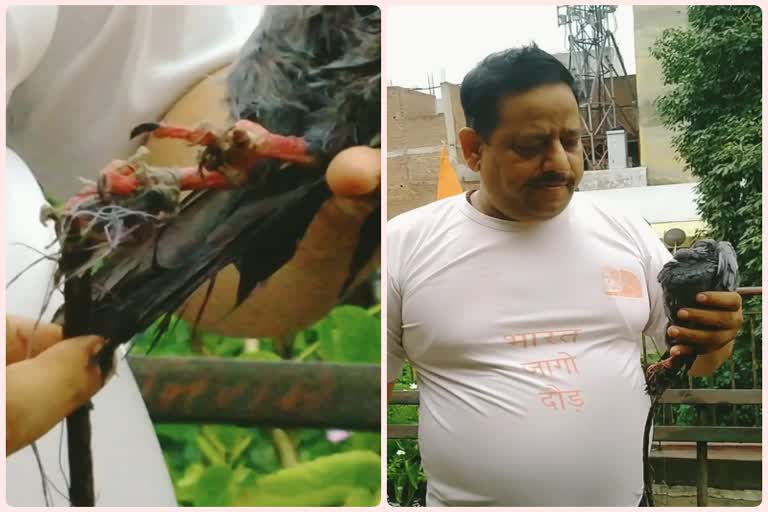 ravindra kumar saved the life of a pigeon