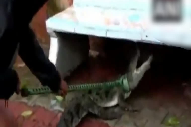 WATCH: 5-ft-long crocodile rescued in Vadodara