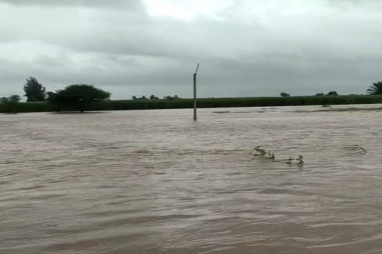 Krishan river flow ricing in Heavy rain area