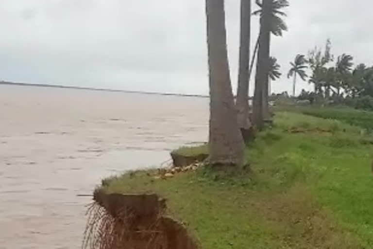 coconut trees damaged with godavari floods in baduguvani lanka East godavari district