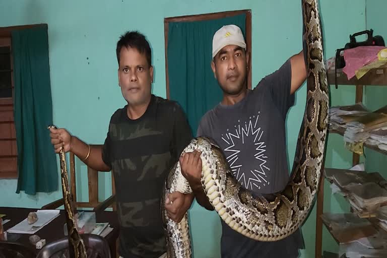 Huge Python Rescued at Kaliabor nagaon assam etv bharat news