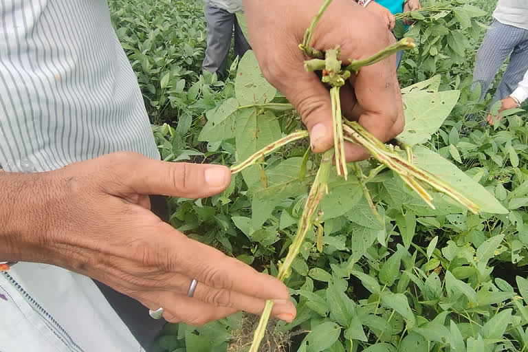 Severe sickness and yellowing disease seen in soybean crops