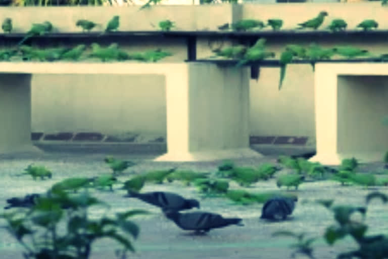 Chennai woman turns her terrace into bird sanctuary