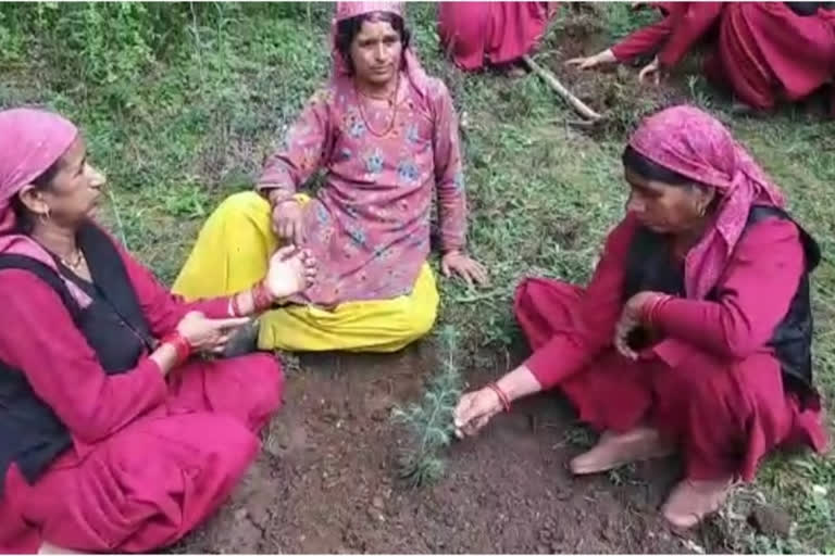 Bagain Mahila Mandal planted saplings in Karsog