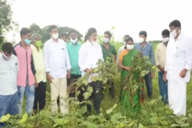 devineniuma and tangirala soumya visits paritala village in krishn district