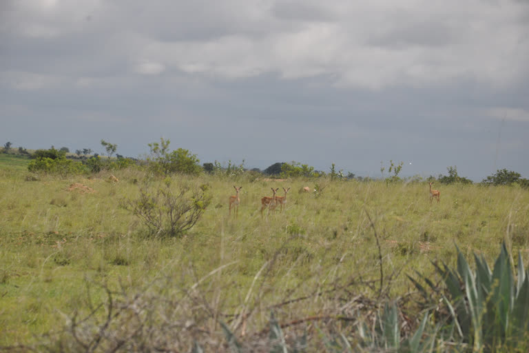 deers destroying crops at madakasira