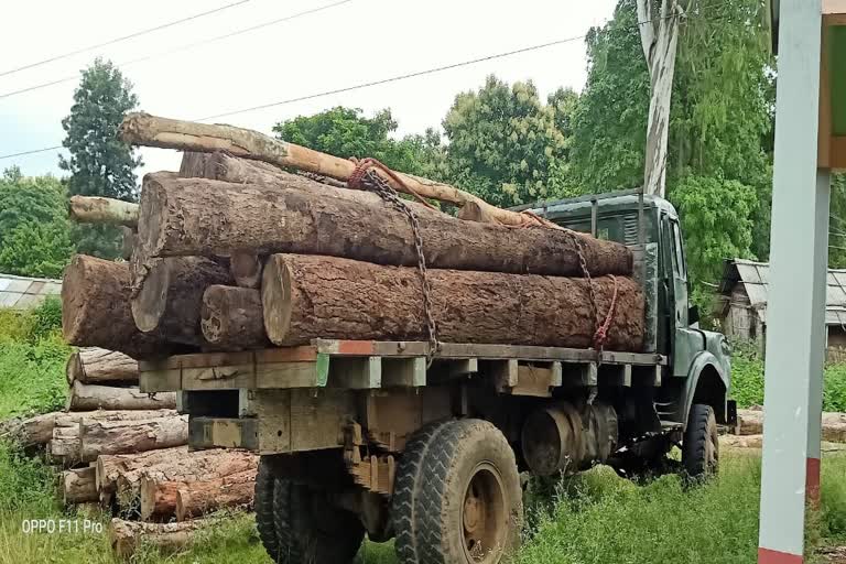 forester seized one illegal wood looded truck at hidipi