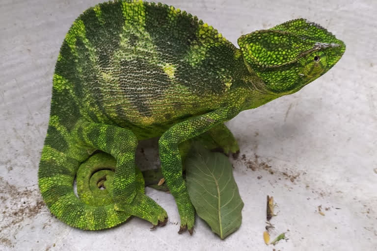 rare species lizard, kendrapara latest news, rare lizard found in kendrapara, ବିରଳ ଏଣ୍ଡୁଅ, କେନ୍ଦ୍ରାପଡା ଲାଟେଷ୍ଟ ନ୍ୟୁଜ୍‌, କେନ୍ଦ୍ରାପଡାରୁ ବିରଳ ଏଣ୍ଡୁଅ ଉଦ୍ଧାର