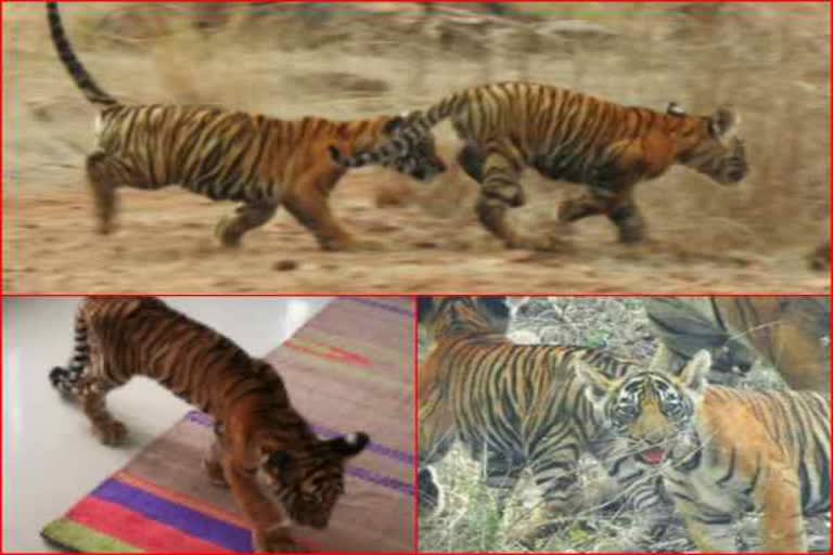 बाघिन MT-2 शावक की मौत, Tigress MT-2 Cub dies