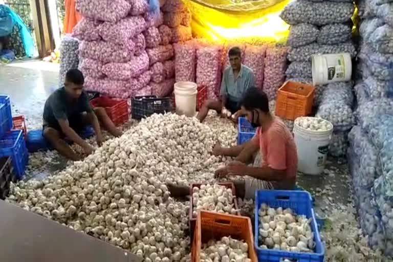 Garlic chosen from Sirmaur