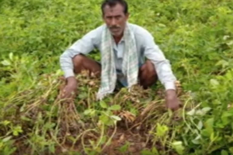 farmers facing problems due to heavy rain fall in anantapur dst groundnut crop damaged